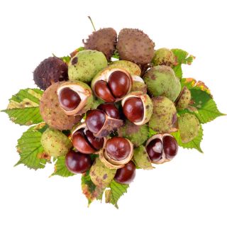 Estratto di Ippocastano 