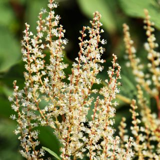 Estratto di Polygonum Cuspidatum